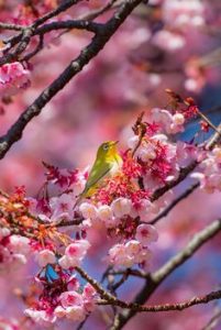 小鳥と桜の画像